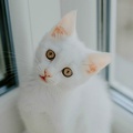 10033