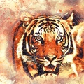 tiger-2719614 1920
