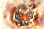 tiger-2719614 1920