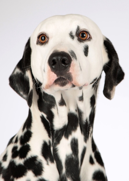dog-1772759 1920
