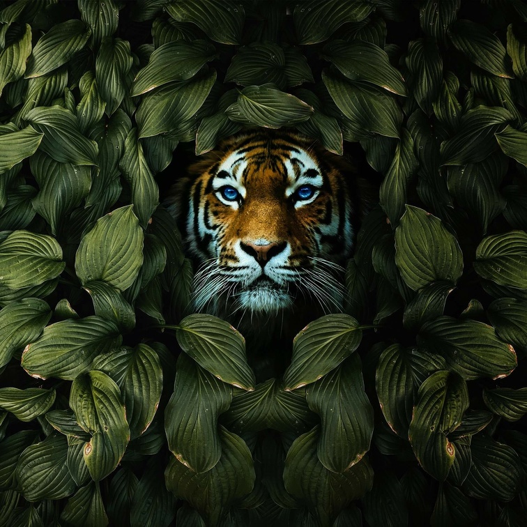 tiger-8436227 1920